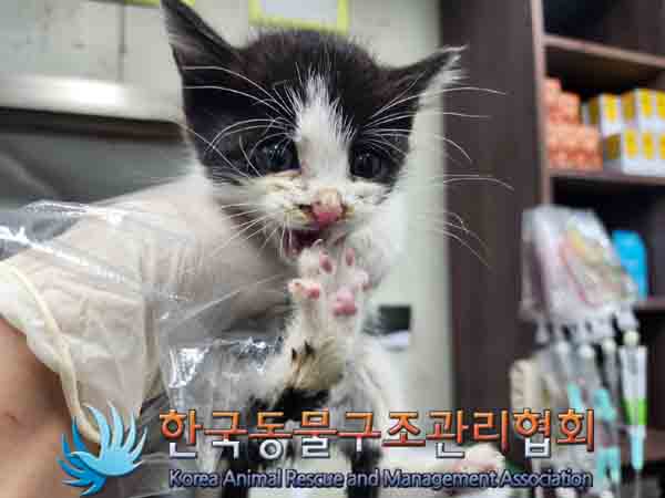 한국동물구조관리협회_441406202401795