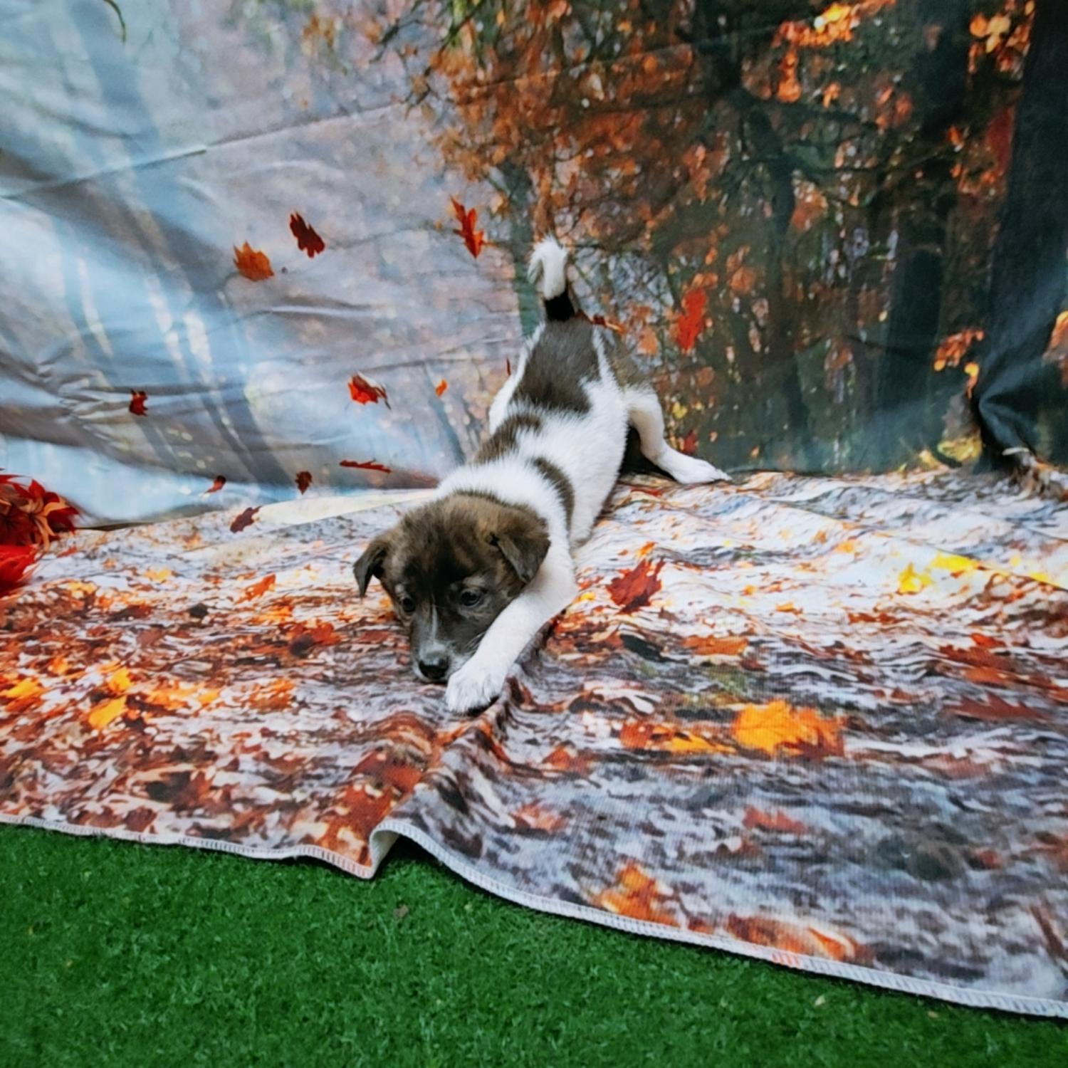 나주유기동물보호센터_446483202401656