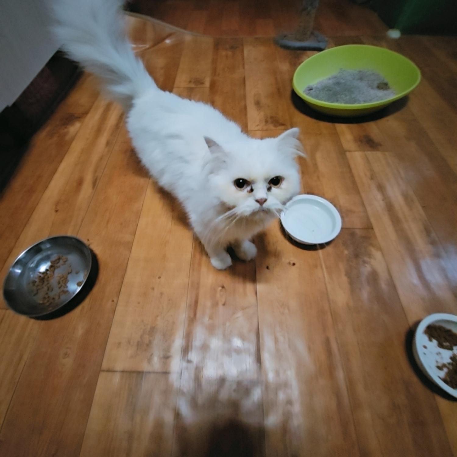 나주유기동물보호센터_446483202401652