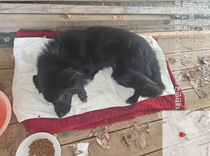 대전동물보호센터_430367202400774