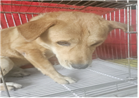 유기동물및관리협회_448535202401280