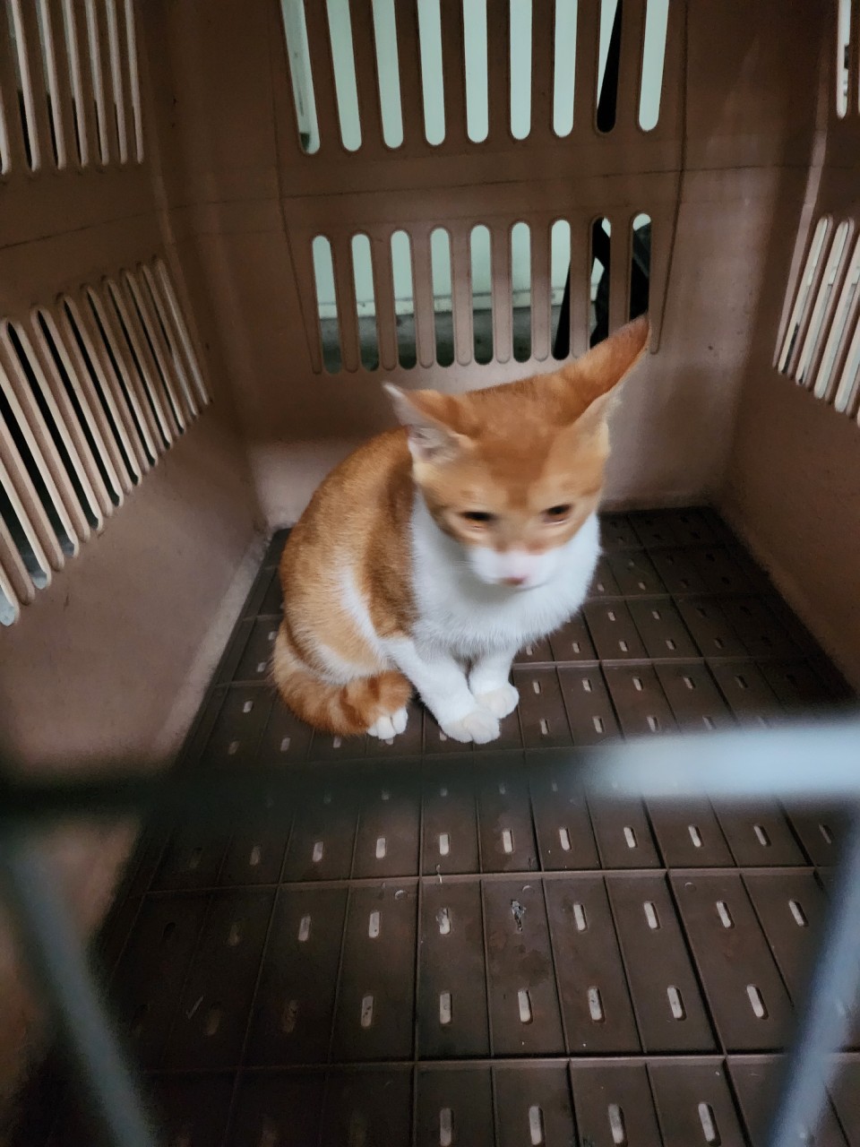 태백시유기동물보호소_442422202400258