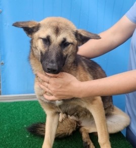 제주 동물보호센터_450650202403149