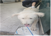 (사)동물보호관리협회_448535202401281