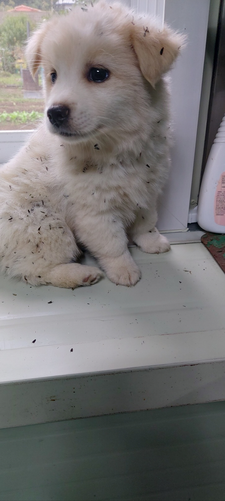 보령시유기동물보호소_444451202401207