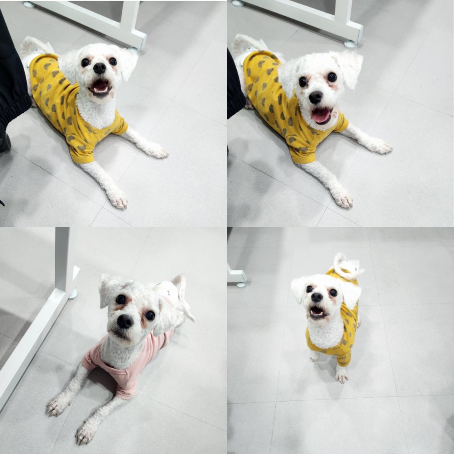반려동물 입양센터_447508202400959
