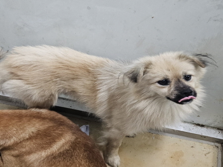 원주시동물보호센터_442419202400765