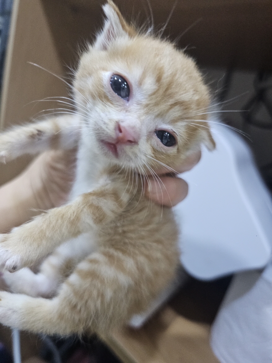 보령길고양이보호협회_444451202401210