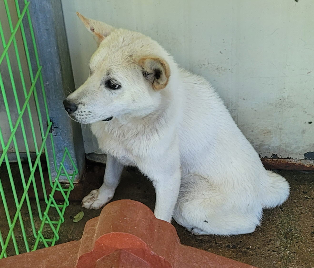 울진군동물보호센터_447525202400436