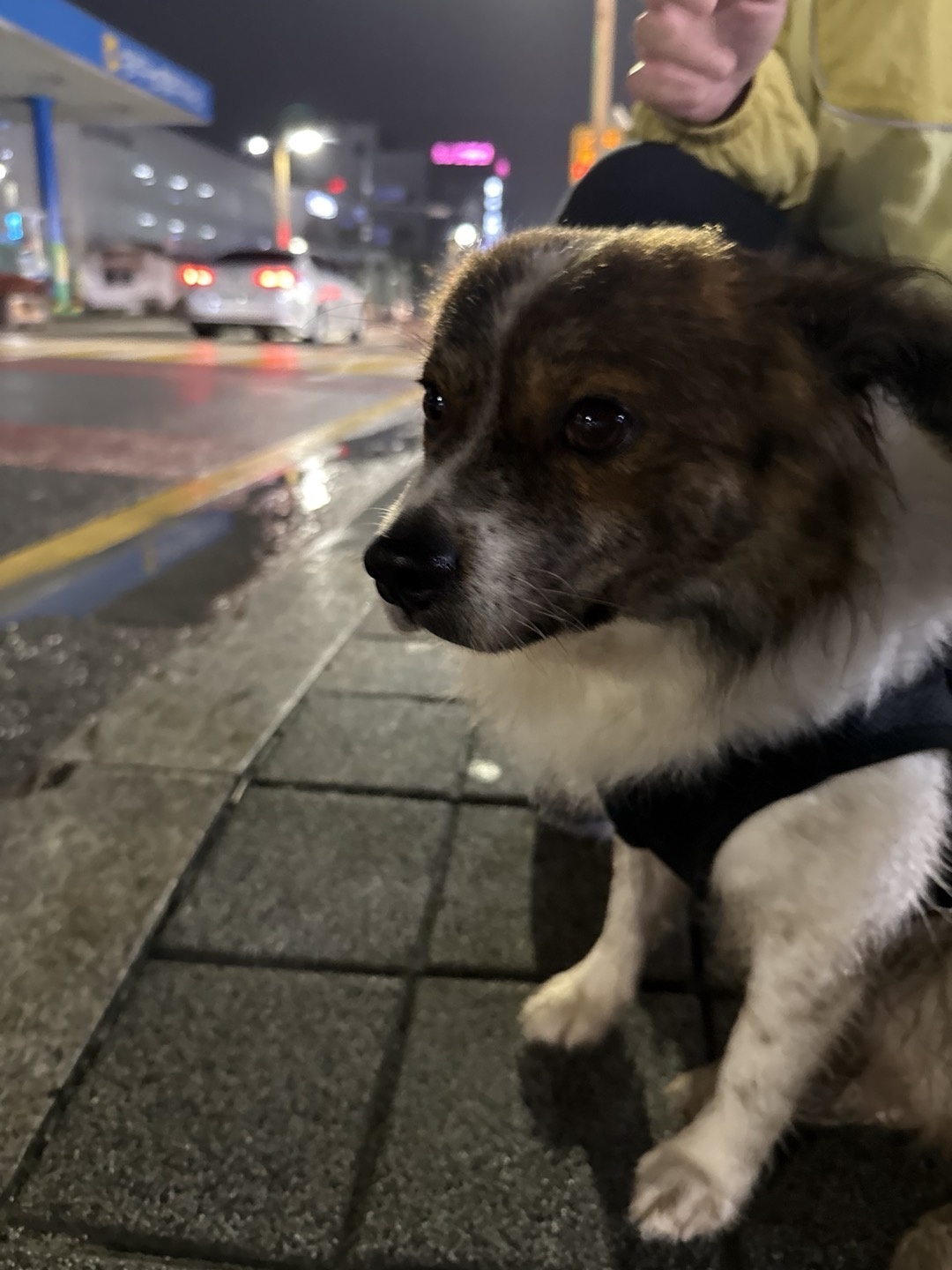 성주유기동물보호센터_447521202400481