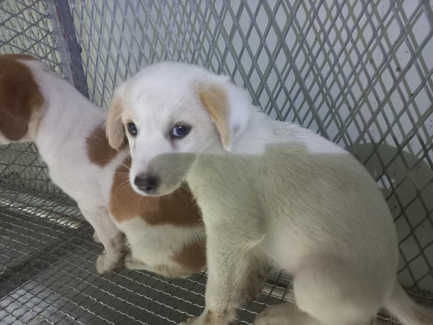 (사)하얀비둘기_426336202400813
