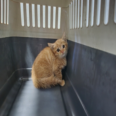 (사)동부동물보호협회_426330202400389