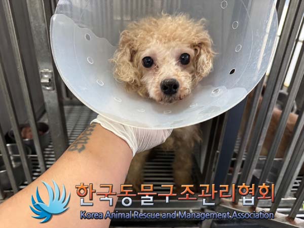 한국동물구조관리협회_411304202400551