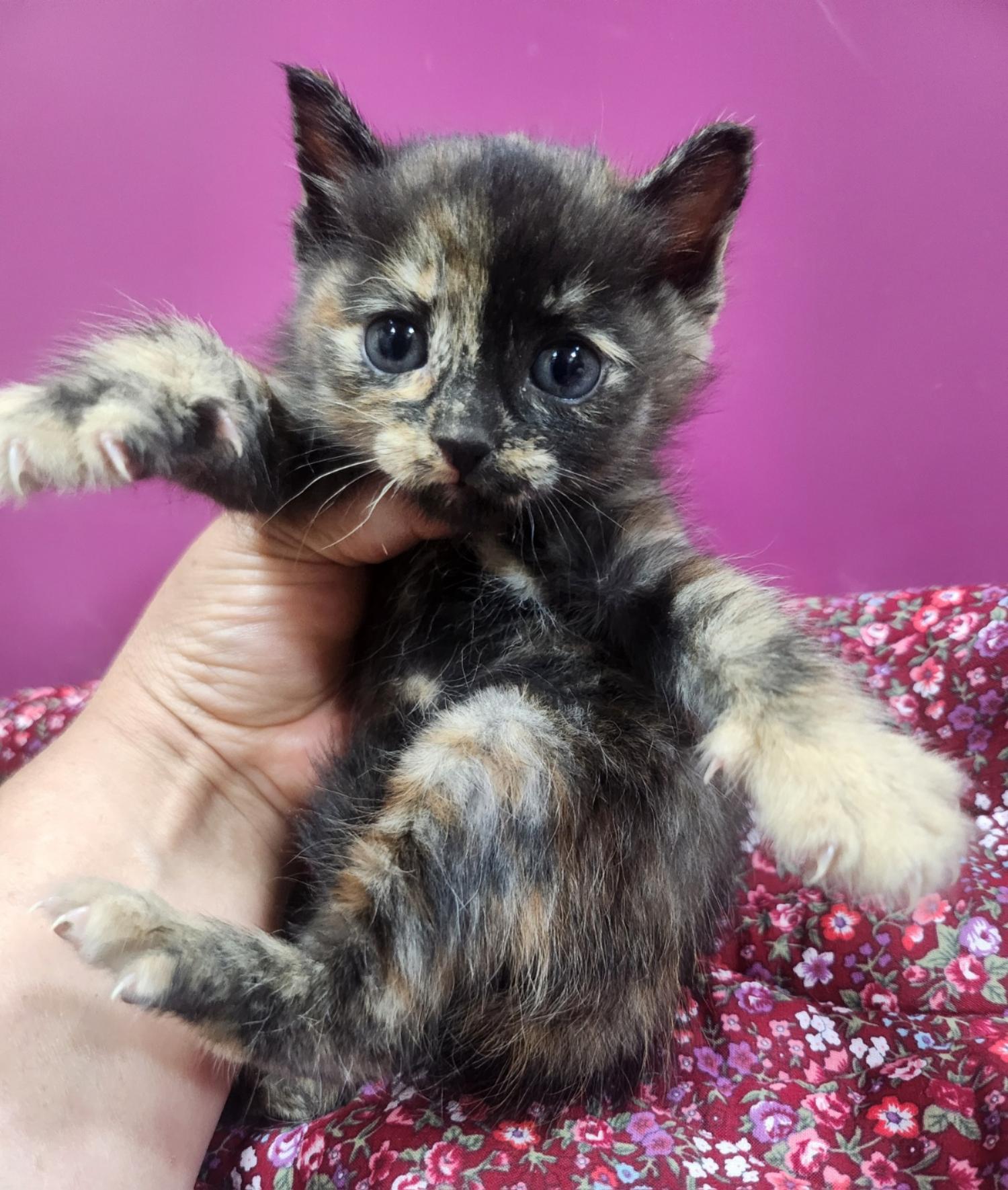 울산유기동물보호센터_431373202401549