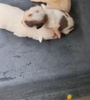 (사)하얀비둘기_426336202400819