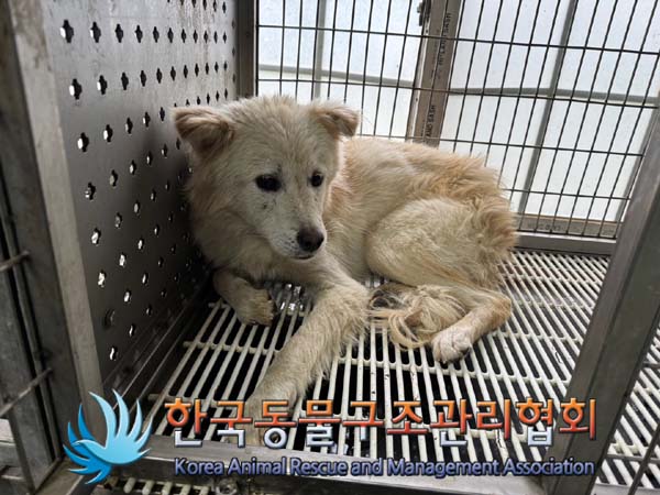 한국동물구조관리협회_441559202401155