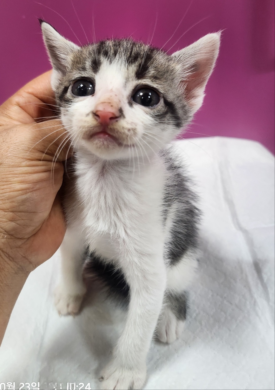 울산유기동물보호센터_431373202401554