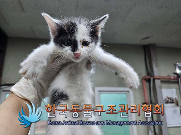 한국동물구조관리협회_411323202401061