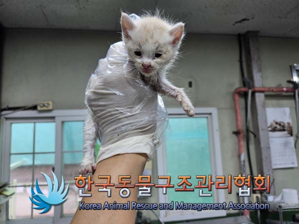한국동물구조관리협회_441406202401801