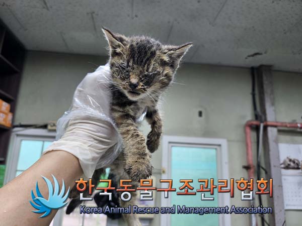 한국동물구조관리협회_441409202401635