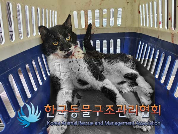 한국동물구조관리협회_441406202401802