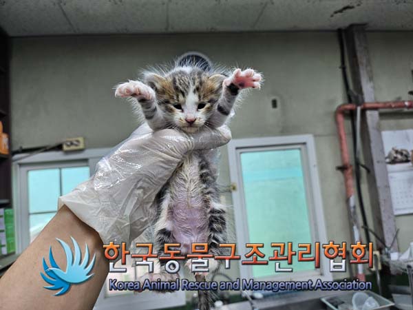한국동물구조관리협회_411316202400746
