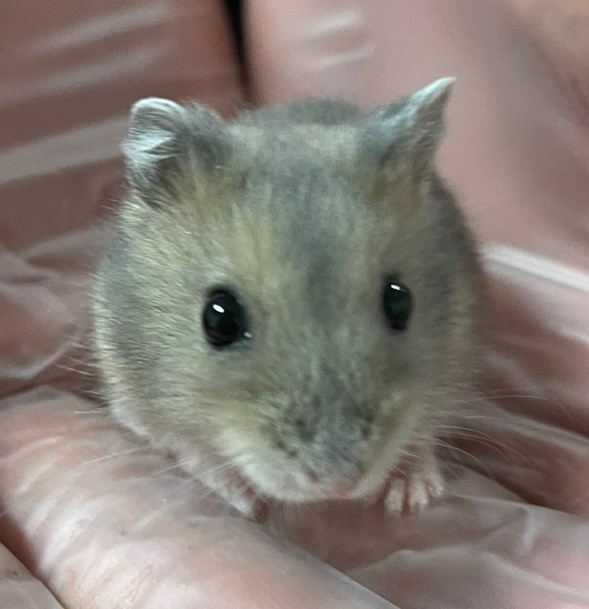 당진시동물보호소_444568202401014