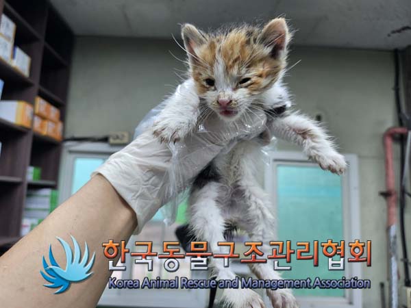 한국동물구조관리협회_441406202401800