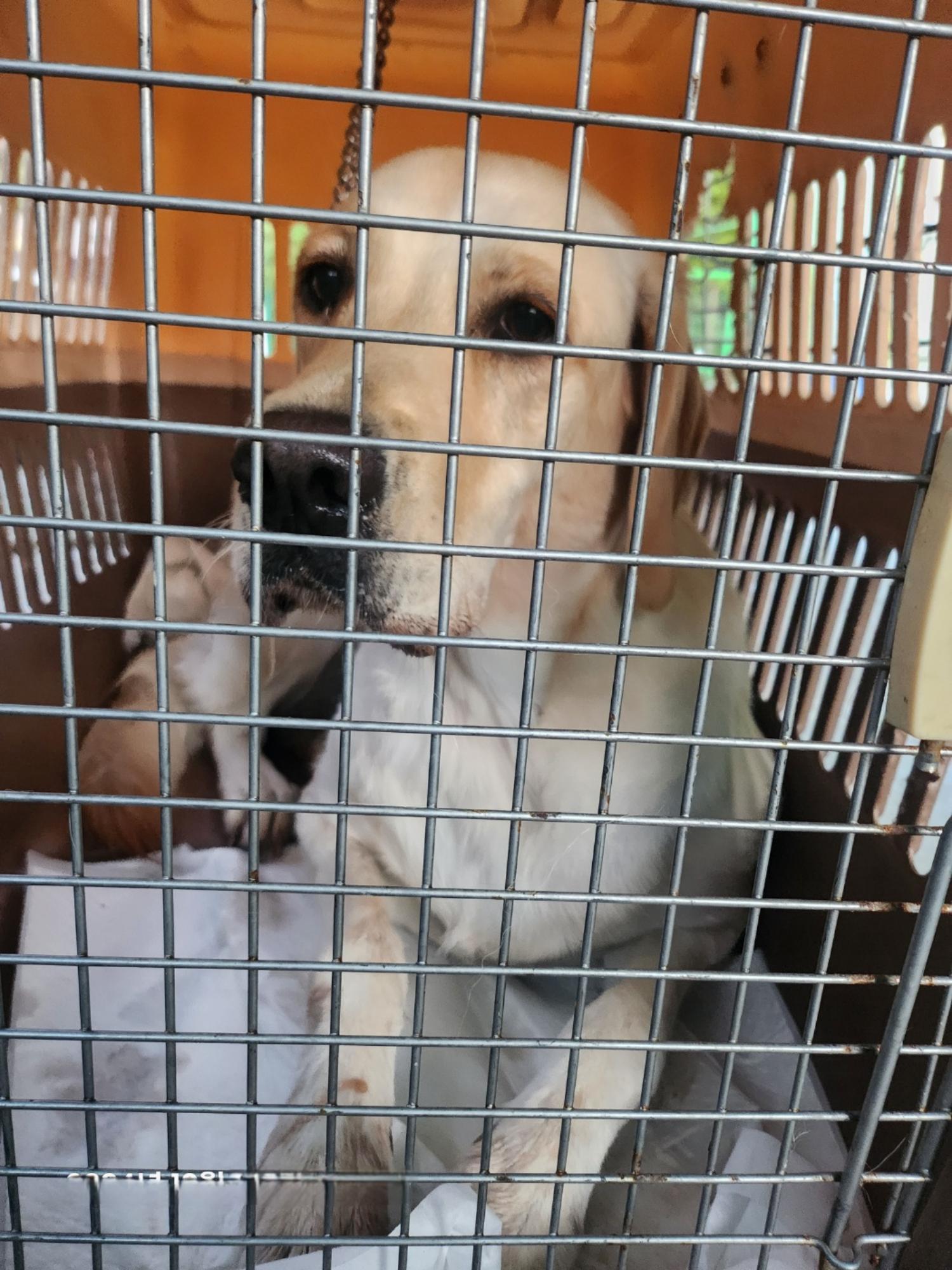 울산유기동물보호센터_431370202401016