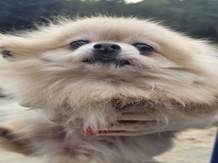 종료(반환) 포메라…