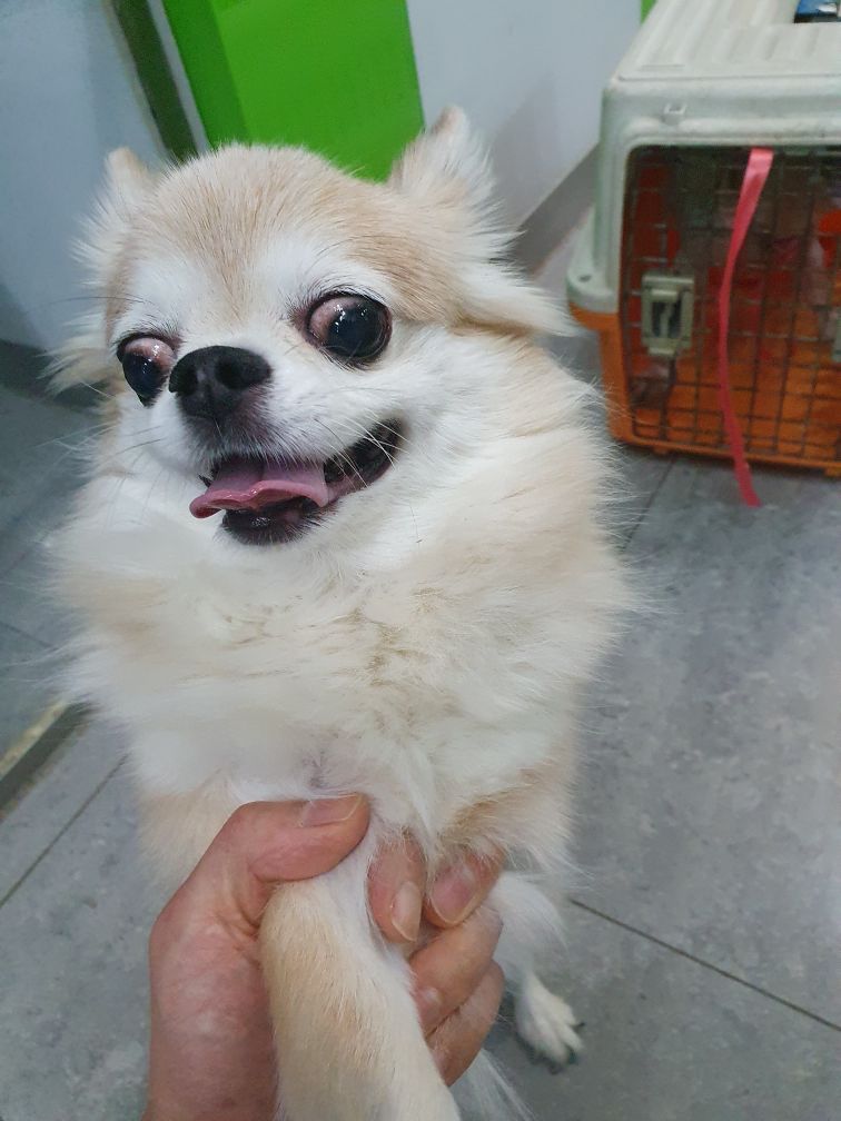 펫앤쉘터동물병원_441378202401284
