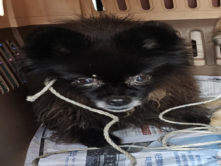 원주시동물보호센터_442419202400790