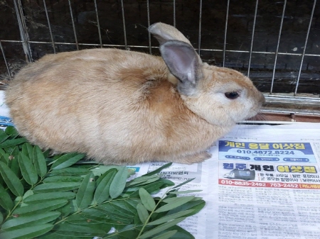 원주시동물보호센터_442419202400786