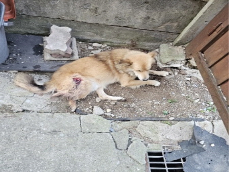 원주시동물보호센터_442419202400792