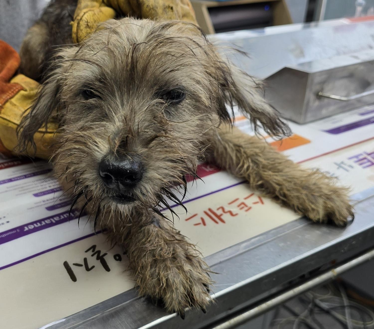 베스트동물병원_428357202401368