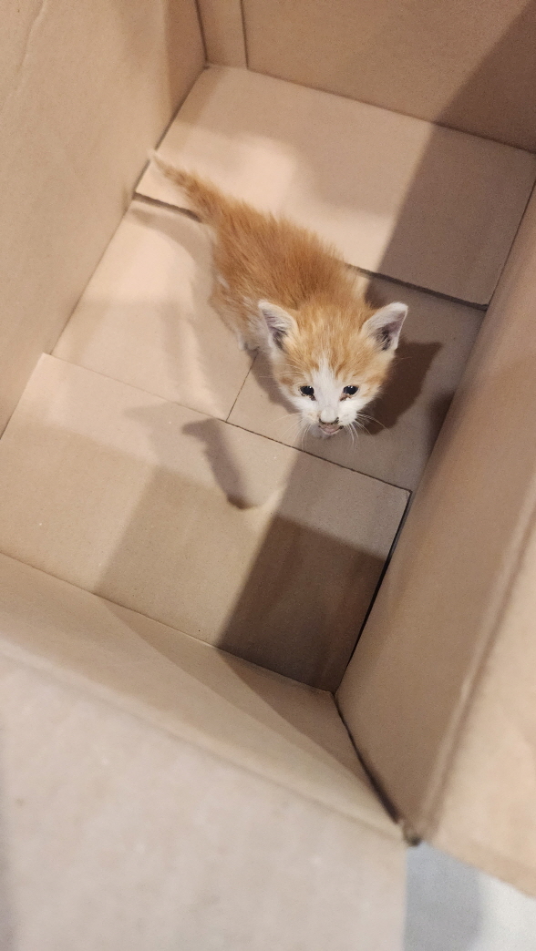 익산유기동물보호소_445468202402875