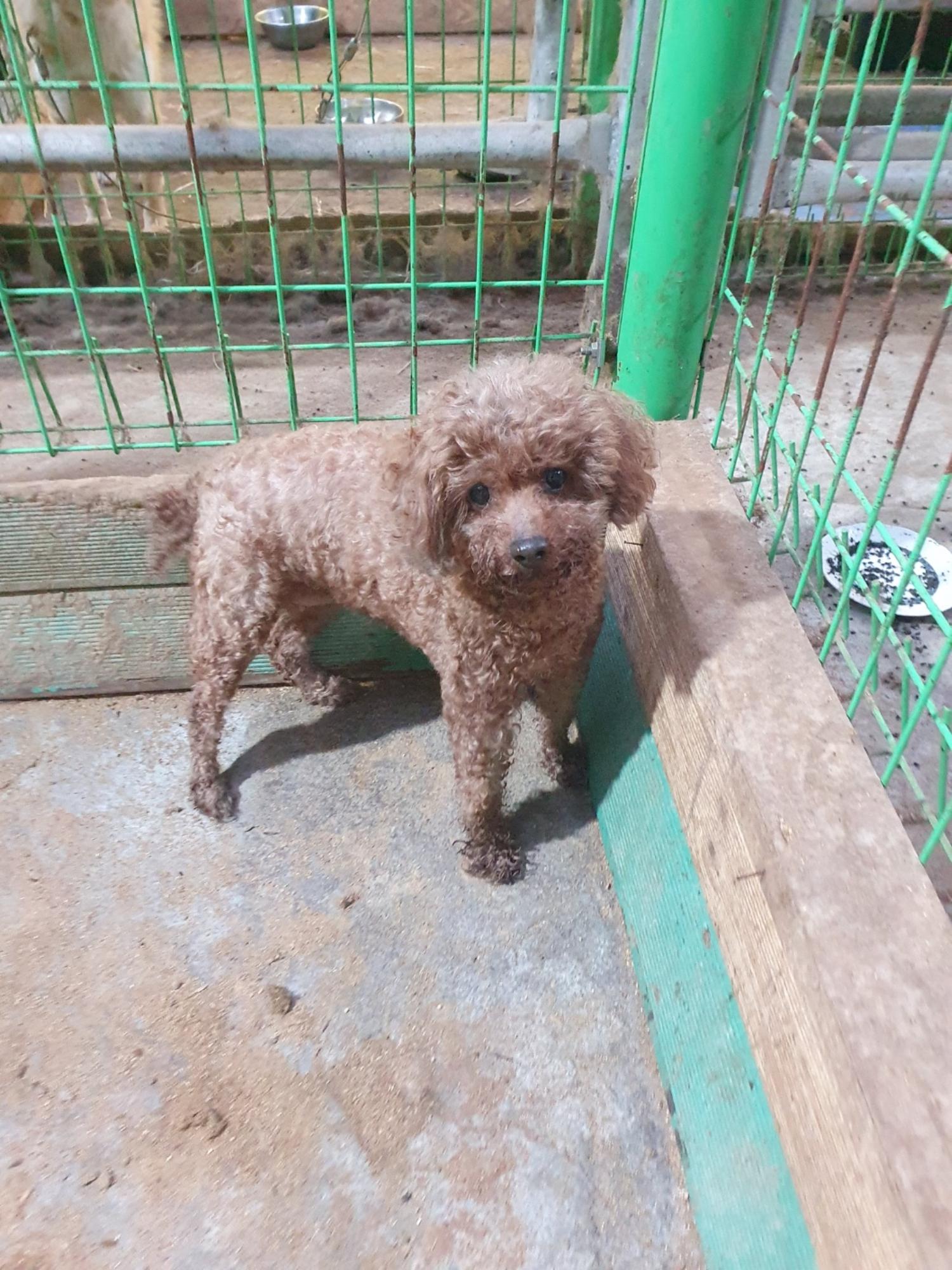 학교동물임시보호센터_446496202400477