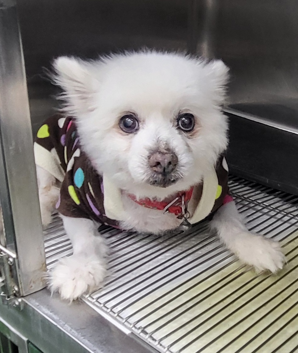 제천시 동물보호센터_443440202400345