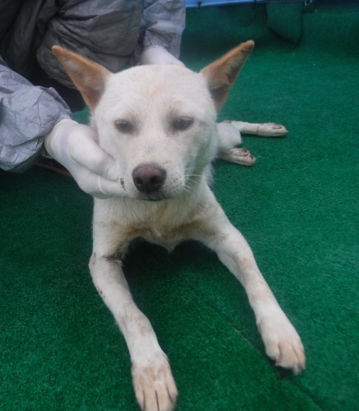 제주 동물보호센터_450650202403154
