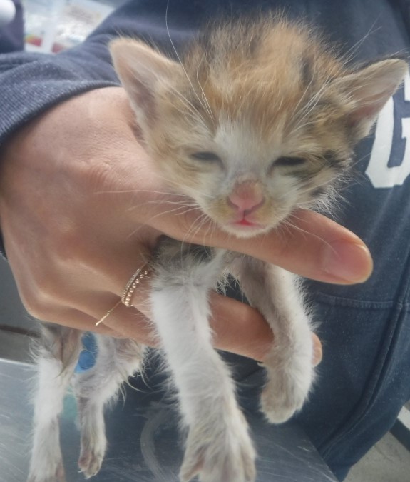 제주 동물보호센터_450650202403165