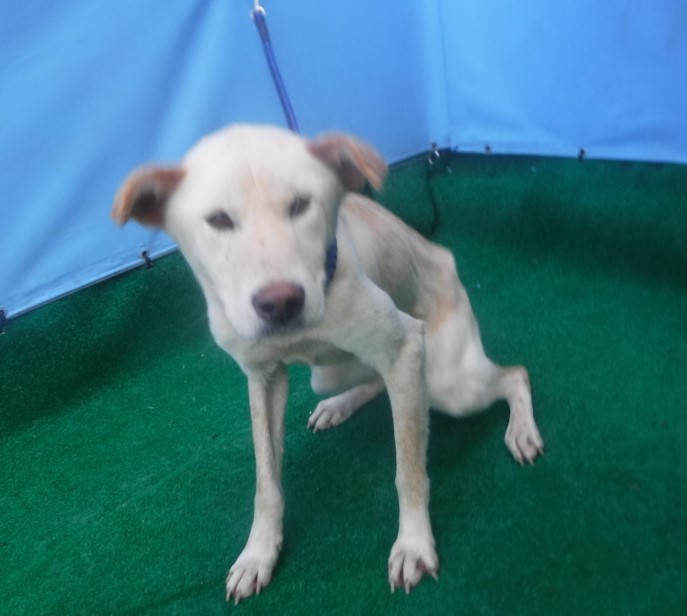 제주 동물보호센터_450650202403160