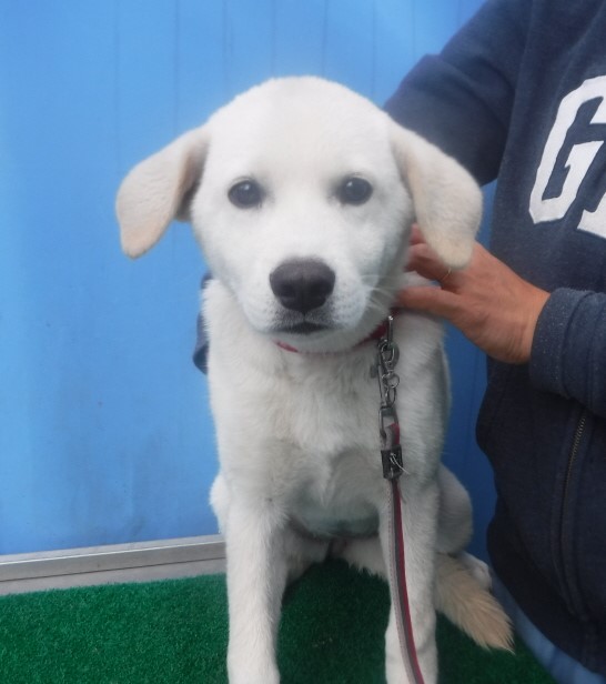 제주 동물보호센터_450650202403153