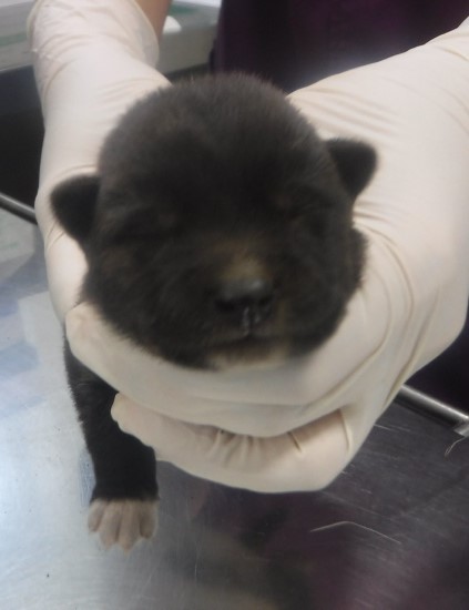 제주 동물보호센터_450650202403156