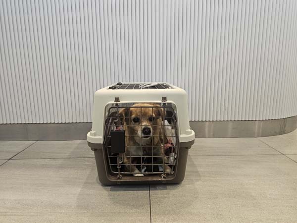 한국동물구조관리협회_411303202400499