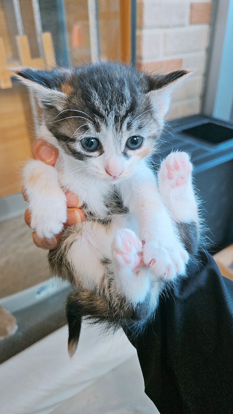 아산동물복지지원센터_444452202402148