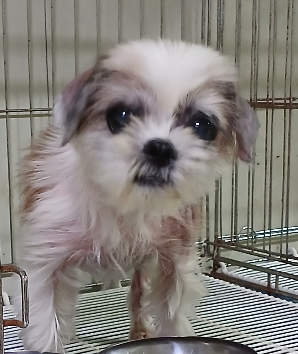 대구유기동물보호협회_427347202400934