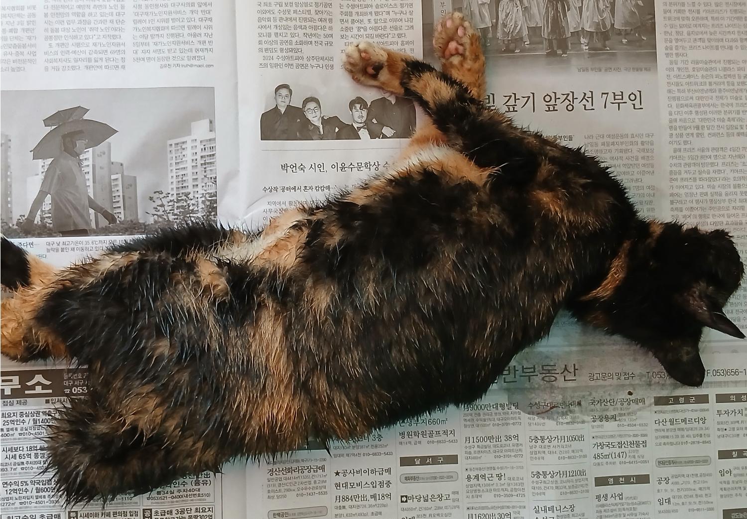 대구유기동물보호센터_427342202400905