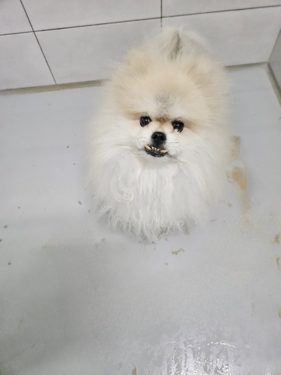 아산동물복지지원센터_444452202402150