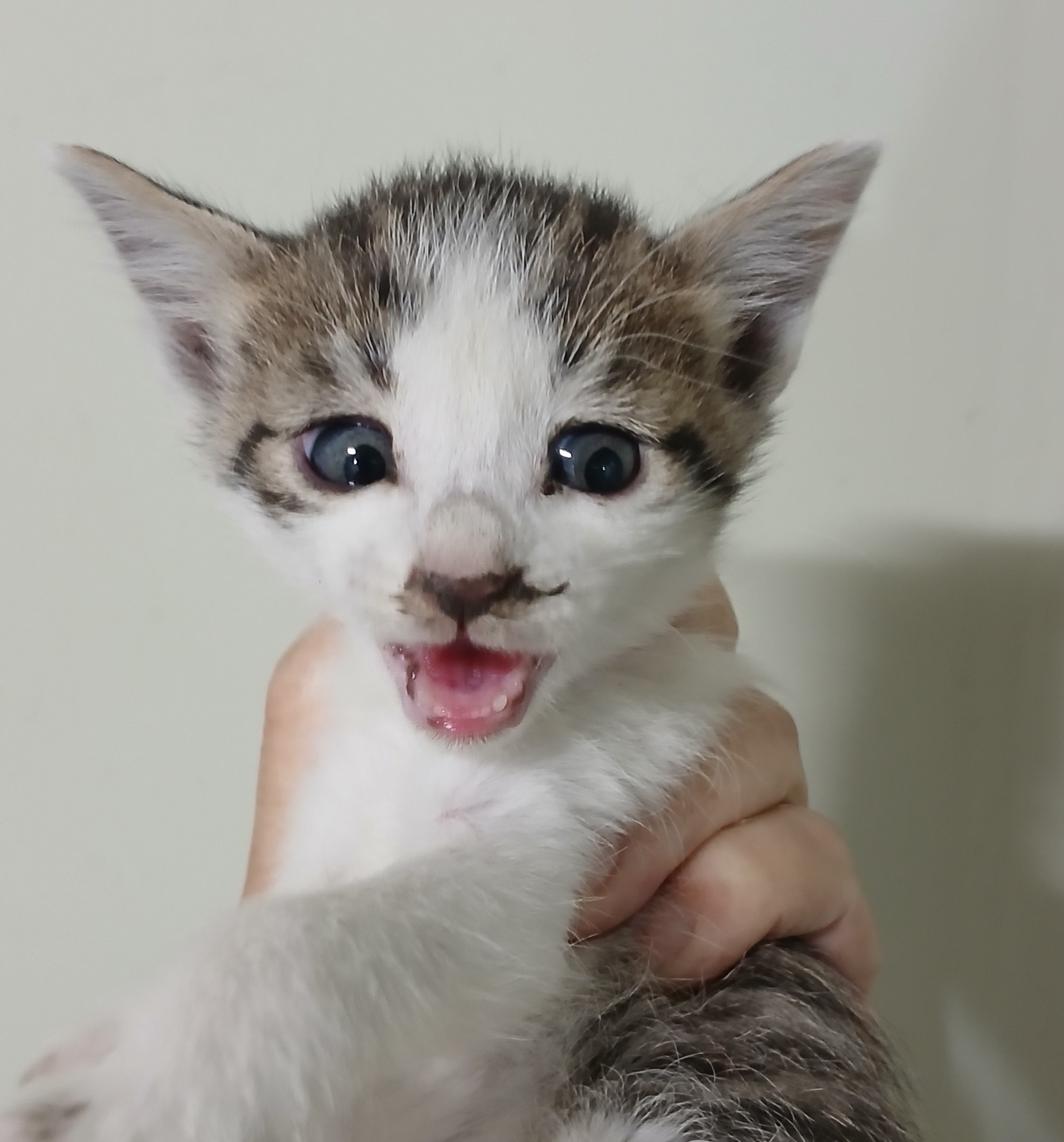 대구유기동물보호협회_427345202400648