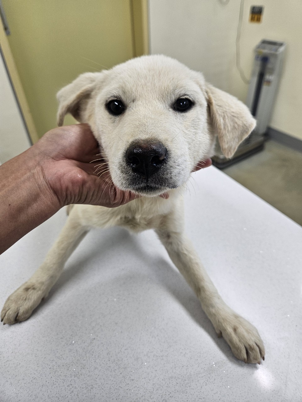 아산동물복지지원센터_444452202402152